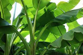 cara cepat mengolah daun pisang